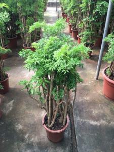 羽叶福禄桐