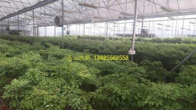 羽叶福禄桐