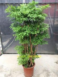 羽叶福禄桐